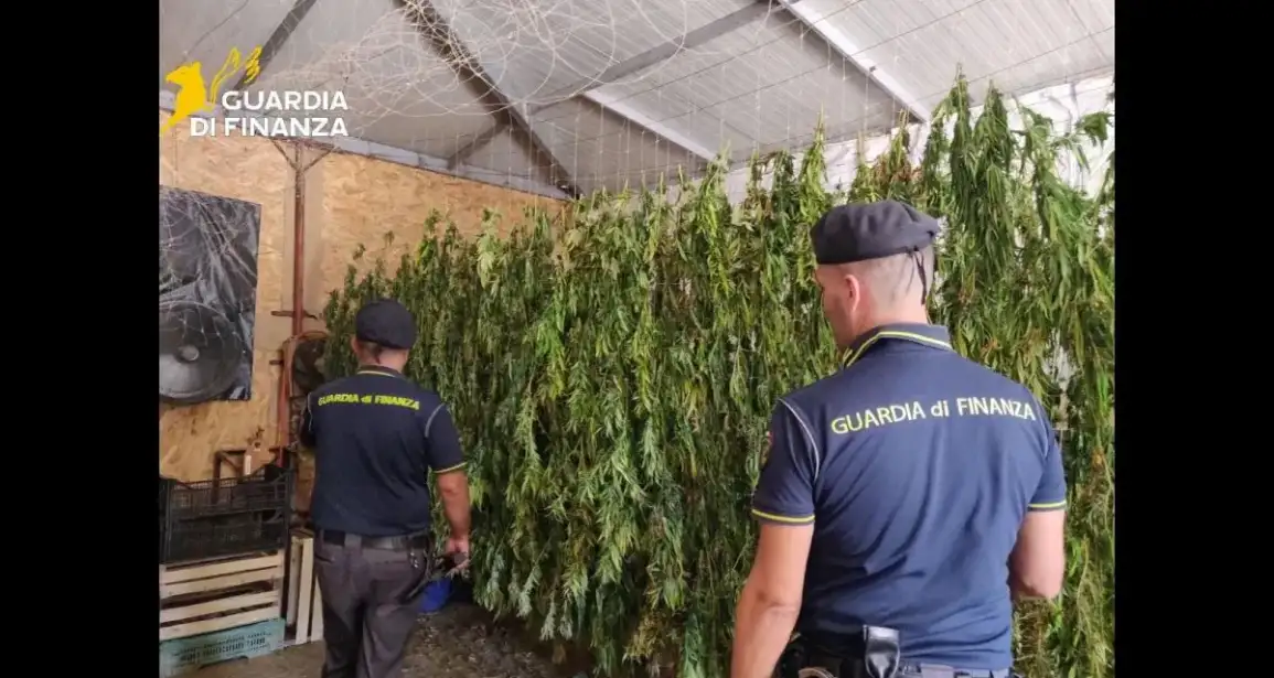 Scoperta maxi piantagione di marijuana nel Palermitano, un arrestato