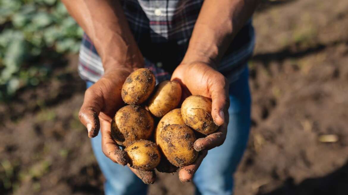 World Food Day, “Potatoes Forever!” celebra la sostenibilità